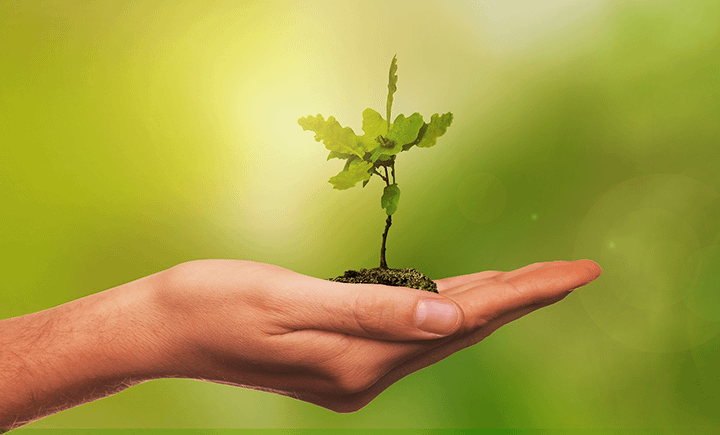 Plant a tree